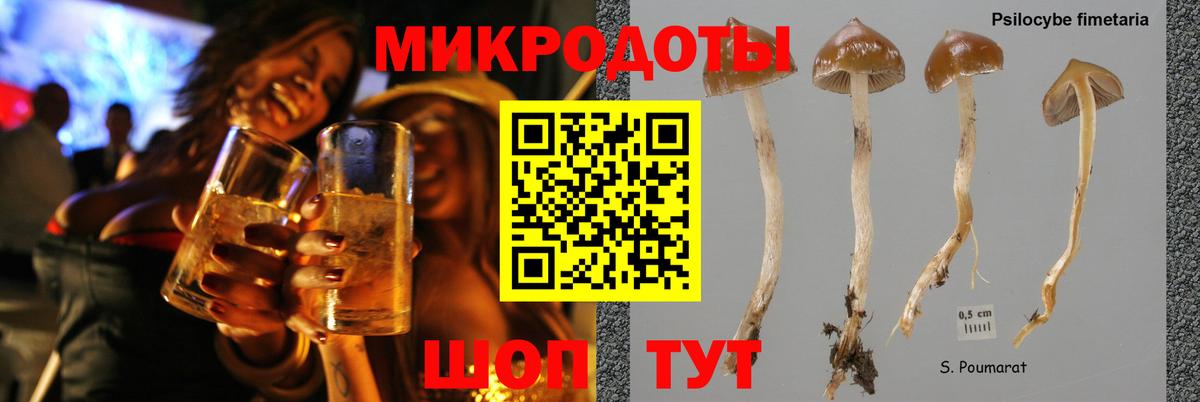 Красноярск  где найти наркотики  Вход с VPN  Галлюциногенные грибы Psilocybe 